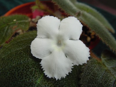 episcia_lilacina_Panama_White (1).jpg