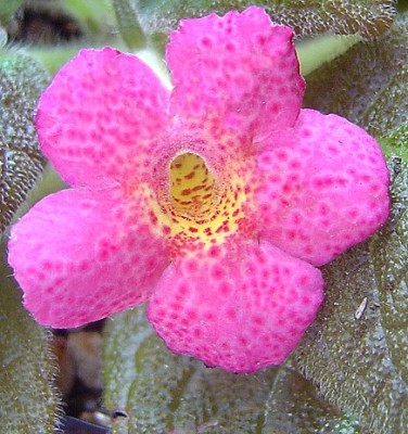 Episcia_Jims_Canadian_Sunset_Beniz (1).jpg