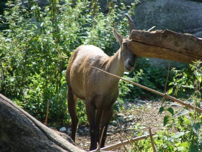 Alpensteinbock.JPG