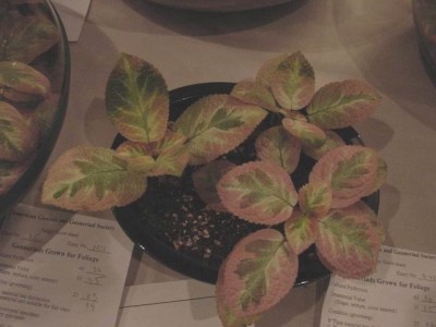 Episcia_Unpredictable_Valley_2004aggs_2 (1).jpg