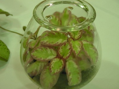 Episcia_Wine_Brocade_2005avsa (1).jpg