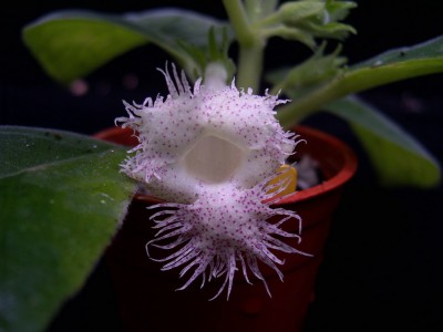 Alsobia_sp_Chiapas_htliao (1).jpg