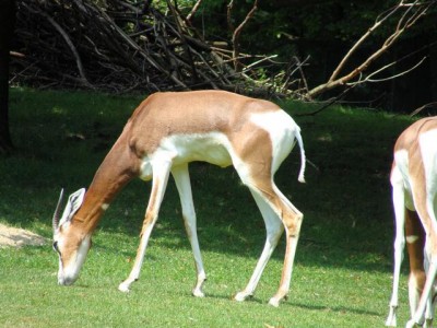 Mhorr-Gazelle.JPG