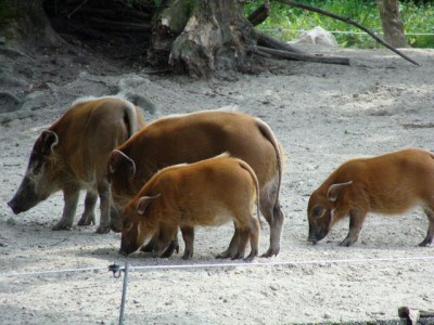 Pinselohrschwein1.JPG