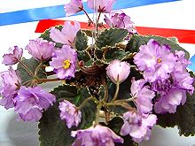 Buckeye Blushing.jpg