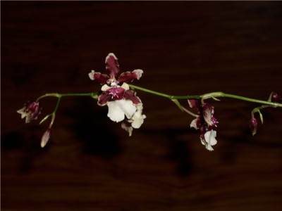 Oncidium Sharry baby sweet fragrance.jpg