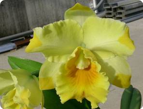 blc. mystic isles _chameleon_.jpg