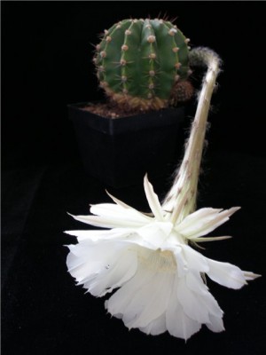 echinopsis1.jpg