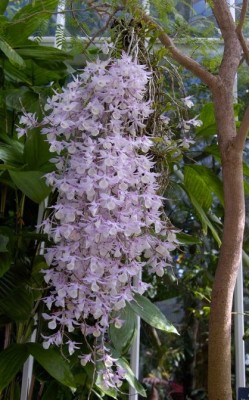 dendrobiumanosmum2_11[1]-1.jpg