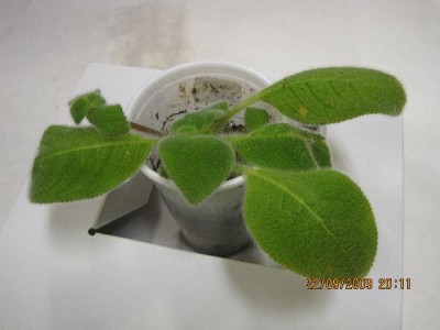 Episcia fimbriata Blue Heaven.jpg