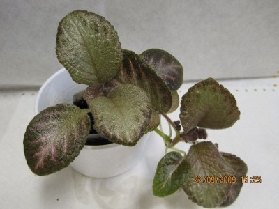 episcia y.jpg