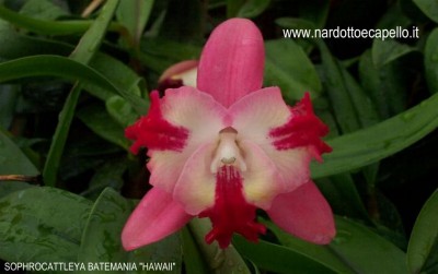 image_orchids_MINI CATTLEYA_SOPHROCATTLEYA BATEMANIA HAWAII.jpg