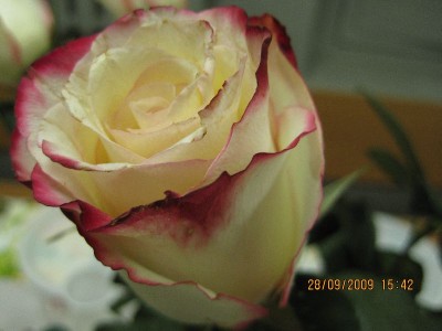 rose5.jpg