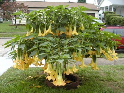 brugmansia.jpg