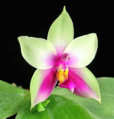 phalaenopsis_bellina2_popup[1].jpg