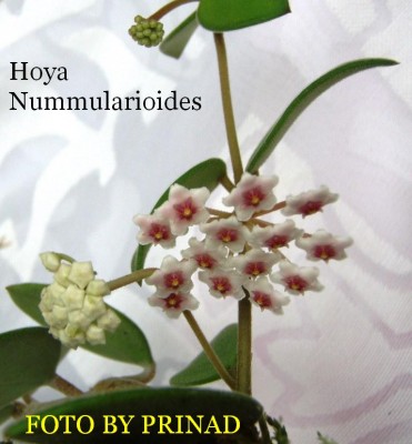 Hoya_nummularioides_D.JPG