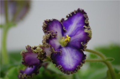 Deadly Sting - sport.jpg