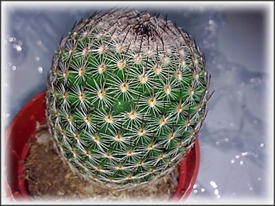 kaktus S1.jpg