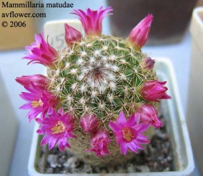 mammillaria_matudae.jpg