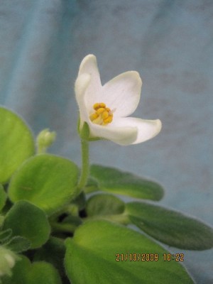 bells of ireland.jpg