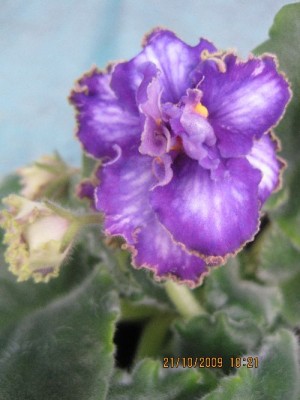 blue dragon_sport.jpg