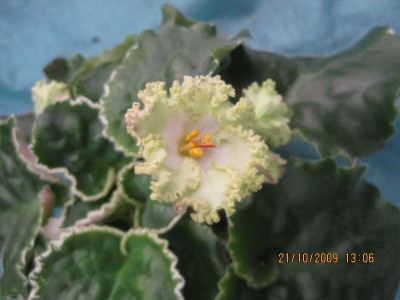 buckeye irish lace3.jpg