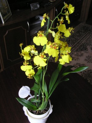 oncidium.jpg