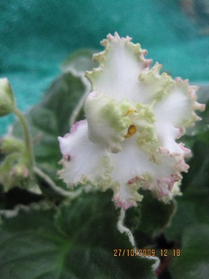 buckeye irish lace1.jpg