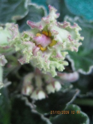 buckeye irish lace2.jpg