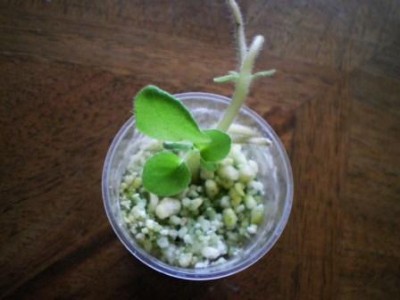 Lyon's Fortune Teller.JPG