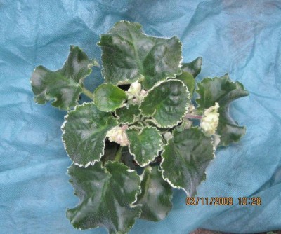 buckeye irish lace2.jpg