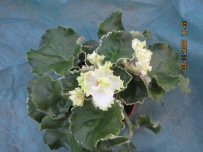 buckeye irish lace4.jpg