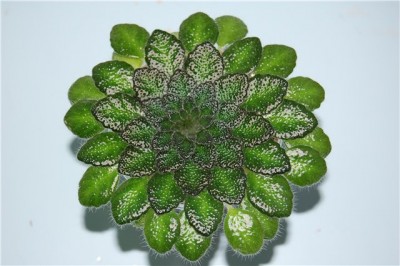 Petrocosmea Rosettifolia 1.jpg