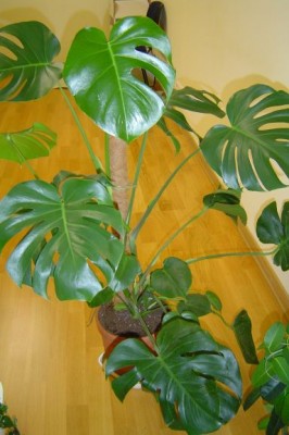 monstera.jpg