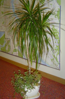 dracena.jpg