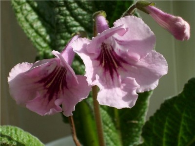Streptocarpus ot Anton.jpg