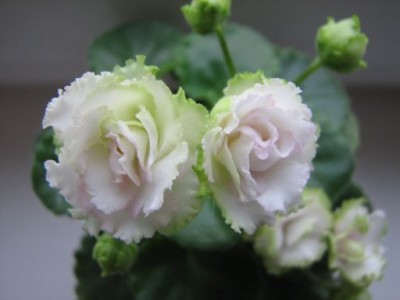 Sassy Sister green_.jpg