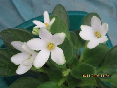 bells of ireland.jpg