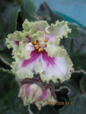 buckeye irish lace 1.jpg