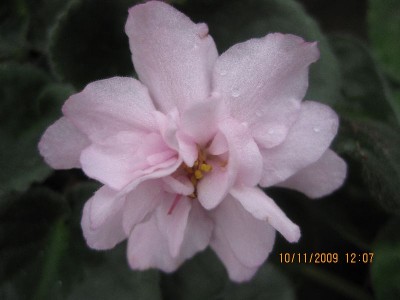 california beauty1.jpg